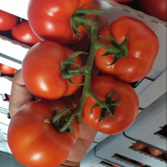 Fresh Tomato BEVICom Kft